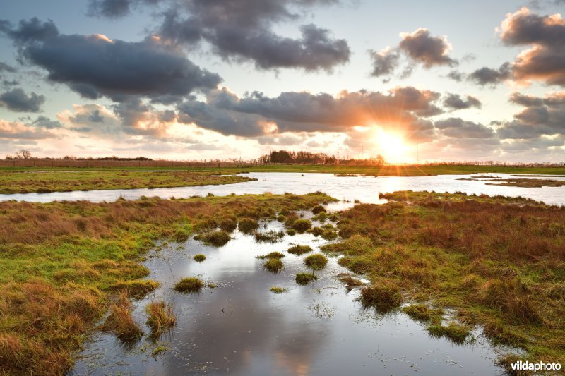 Zilte weiden in Klemskerke