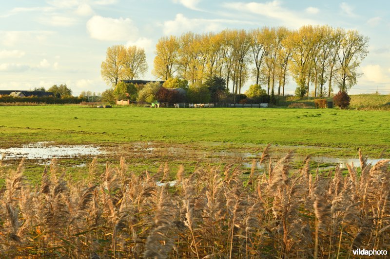 Nieuw-Arenbergpolder (R)