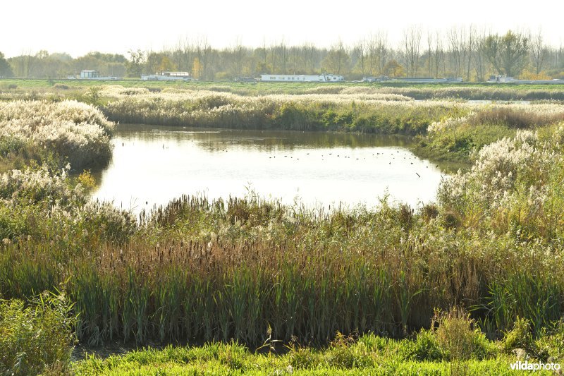 Dijlemonding: Dijle-meander (R) 