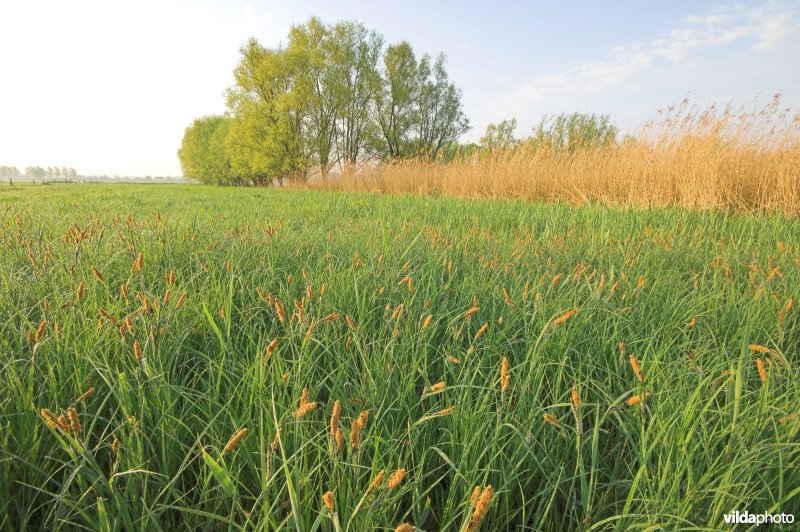 Langemeersen in Petegem