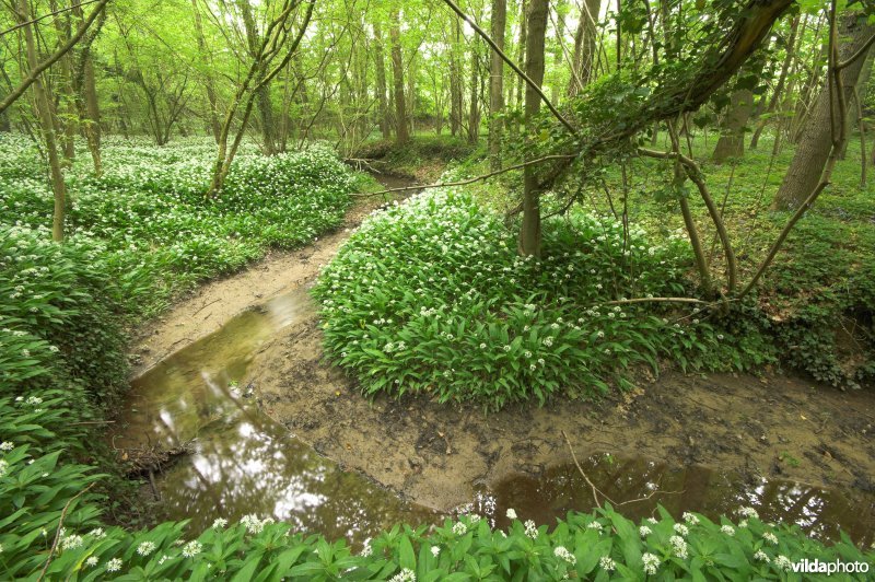 Steenputbeek in het Hallerbos