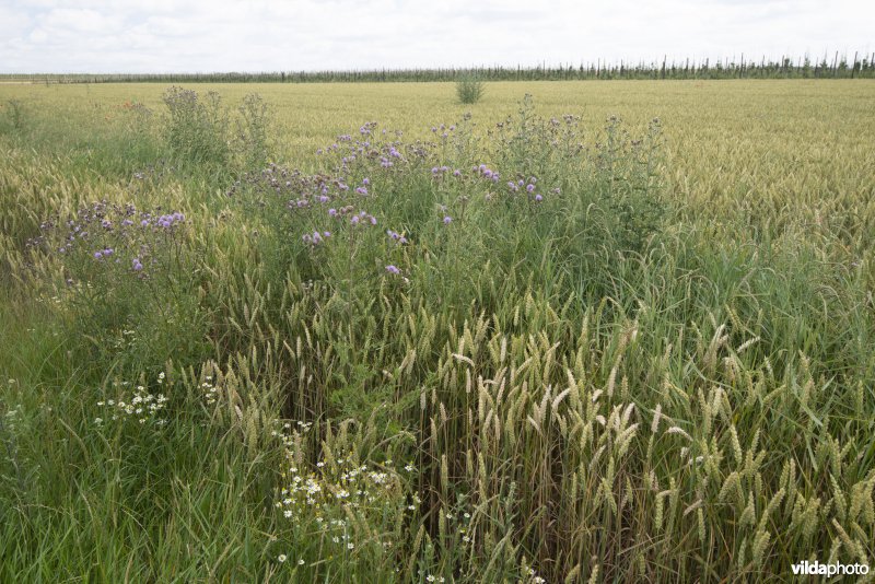 Akker met tarwe en akkerdistel
