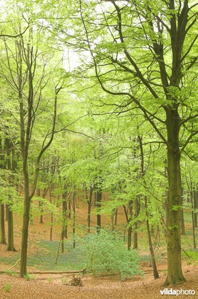 Bosreservaat Kluisbos