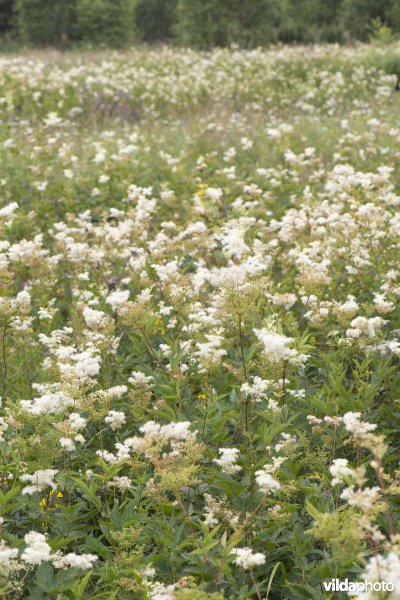 Moerasspirea