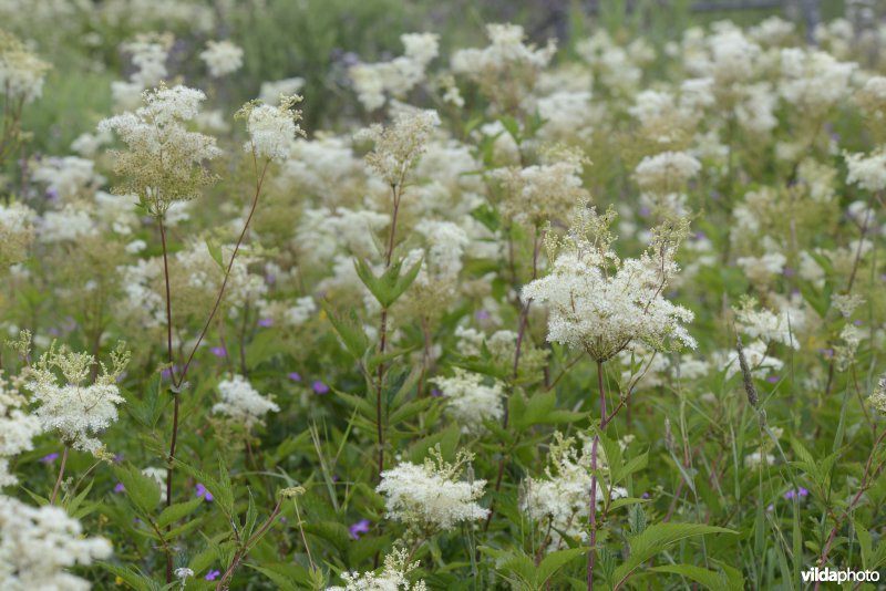 Moerasspirea