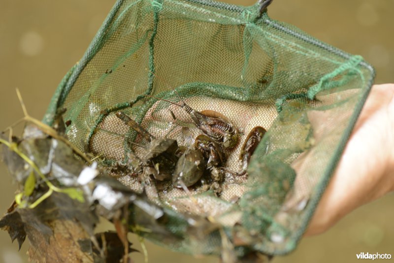 Kopschildkreeftjes gevangen