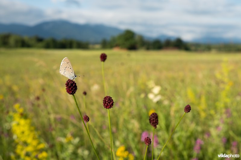 Pimpernelblauwtje in grasland