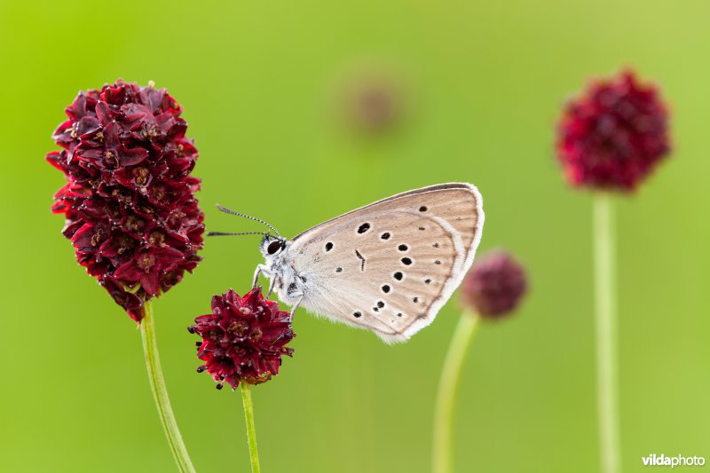 Pimpernelblauwtje