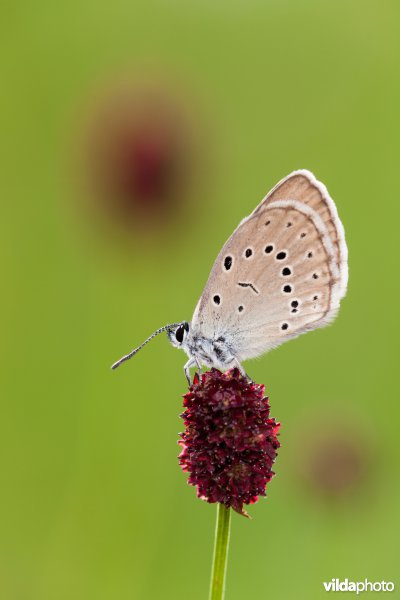 Pimpernelblauwtje