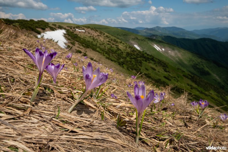 Wilde krokussen in de Velka Fatra