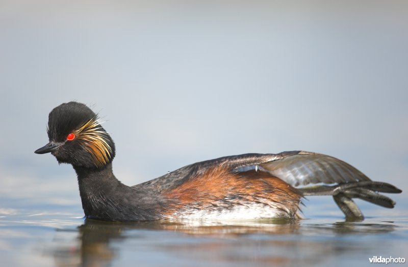Geoorde fuut doet aan stretching