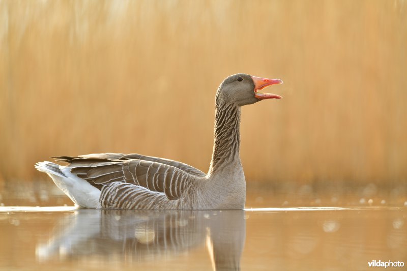 Snaterende Grauwe gans