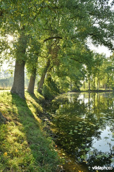 Oude Scheldemeander Van Looyput