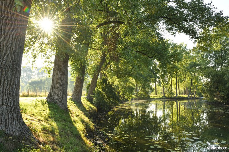 Oude Scheldemeander Van Looyput