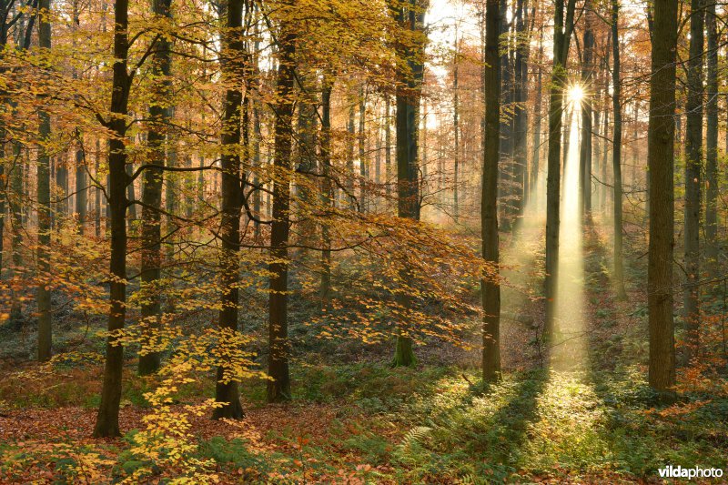 Zonnestraal in het herfstige Zoniënwoud