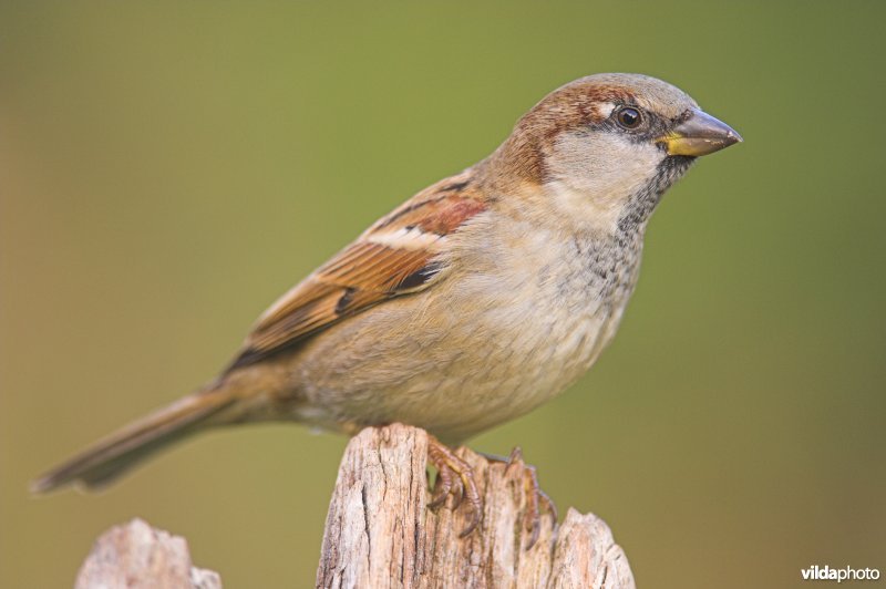 Mannetje Huismus
