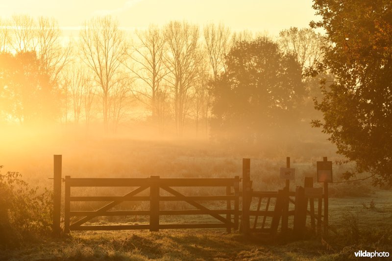 Hekje in de Demerbroeken