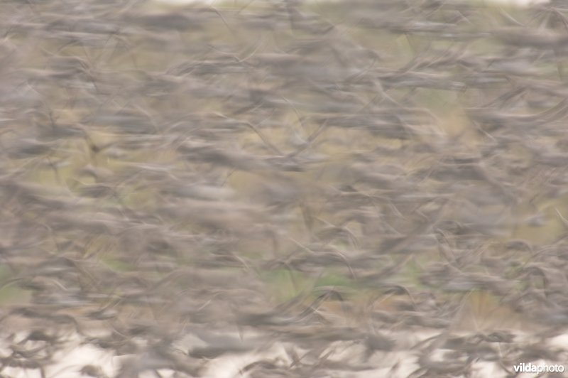 Kanoetstrandlopers vliegen op