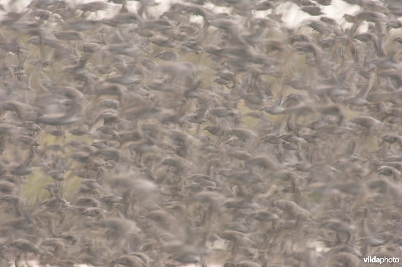 Tienduizenden kanoetstrandlopers vliegen op