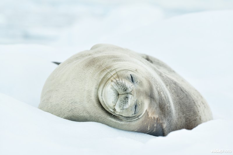 Slapende Weddellzeehond