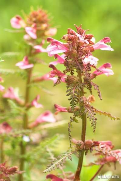 Moeraskartelblad