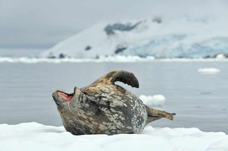 Geeuwende Weddellzeehond