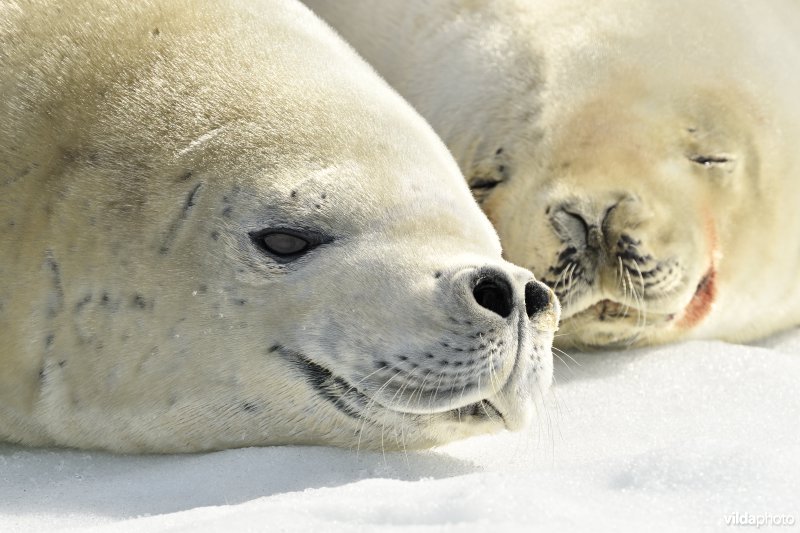 Krabbeneter of Krabbenrob