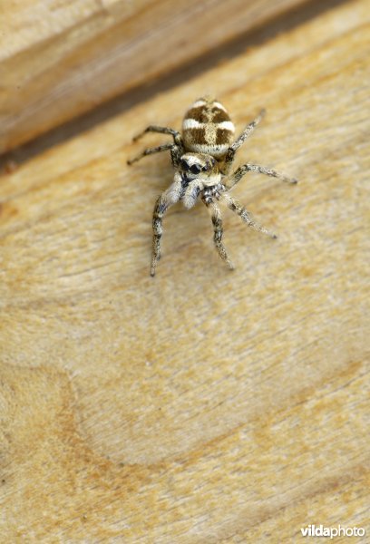 Zebraspringspin