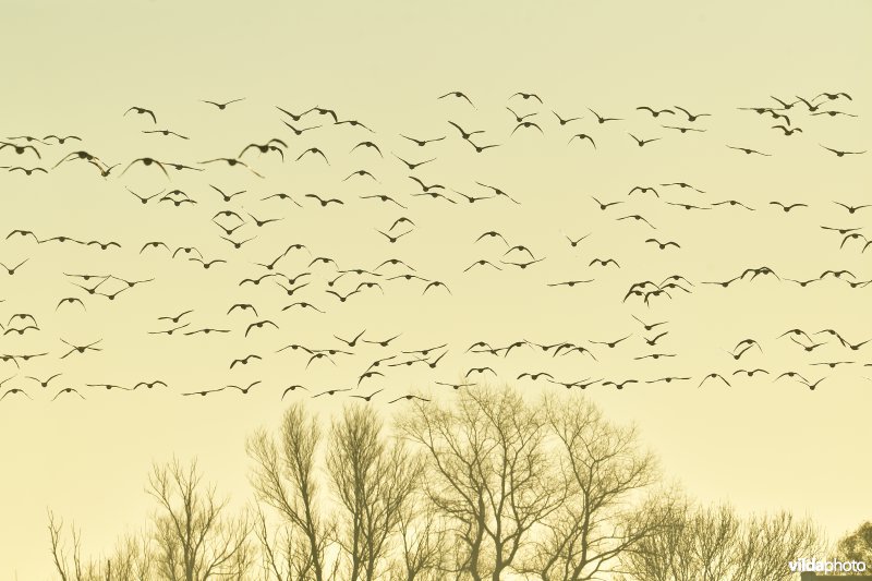 Kleine rietganzen in de polders van Klemskerke