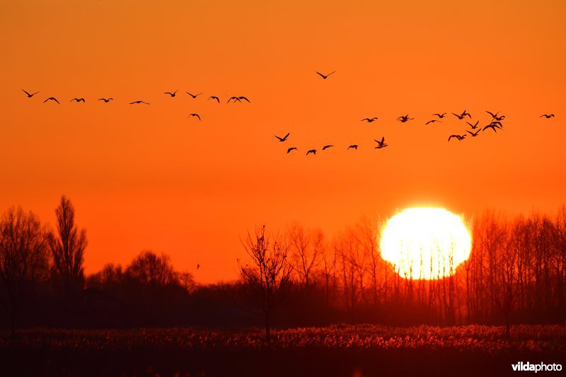 Kleine rietganzen in de polders van Klemskerke