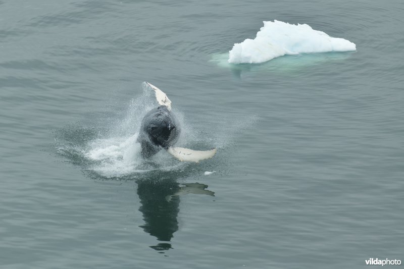 Breaching Bultrug in Groenland