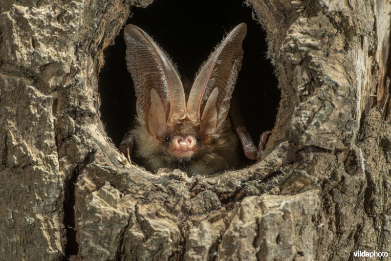 Gewone grootoorvleermuis