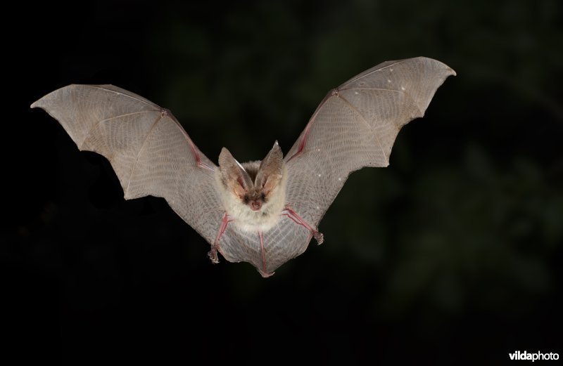 Gewone grootoorvleermuis