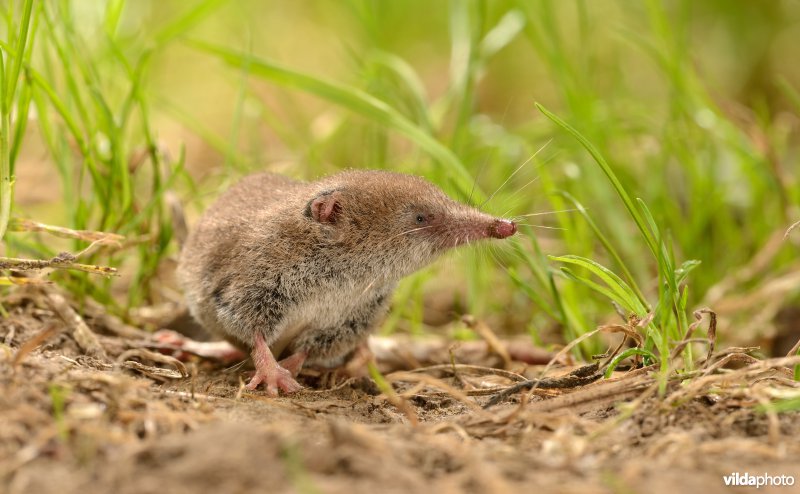 Dwergspitsmuis