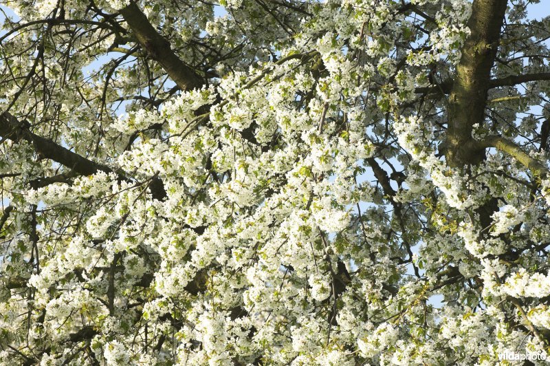 Fruitbomen rond Mettekoven