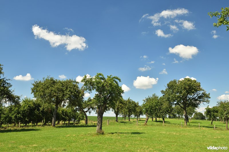 Fruitboomgaard in de Voerstreek