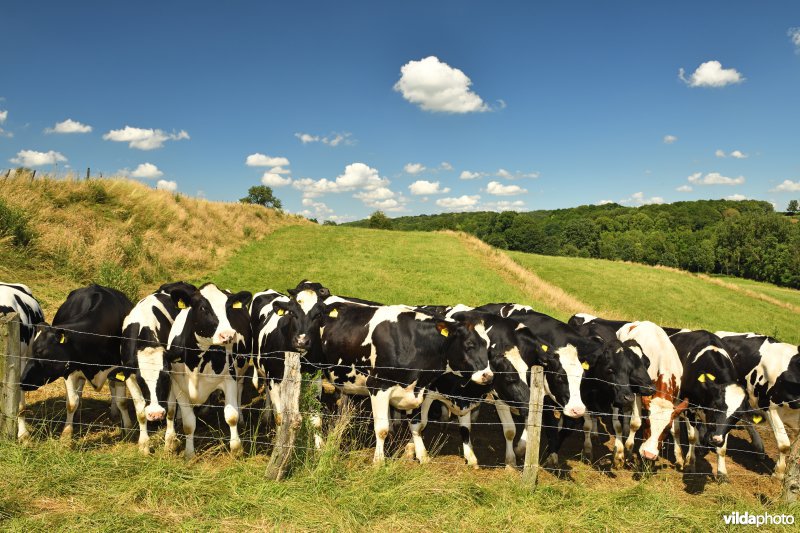 Nieuwsgierige koeien in de Voerstreek