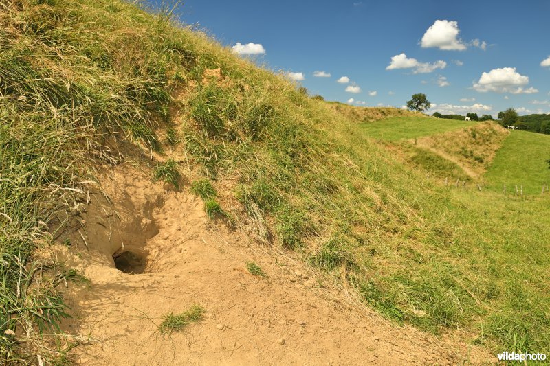 Dassenburcht in de Voerstreek