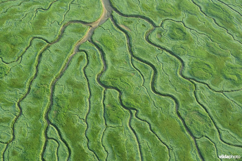 Het Verdronken land van Saeftinge