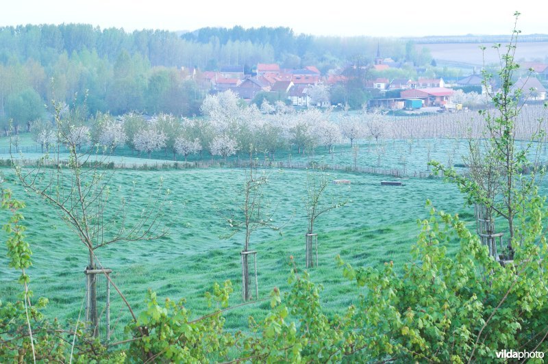 Aangeplante hoogstammen rond Mettekoven