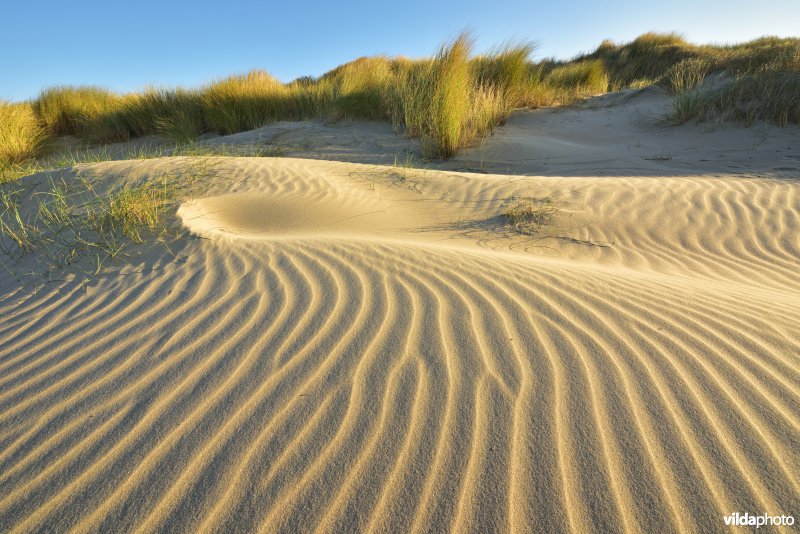 Strand aan de Zeebermduinen