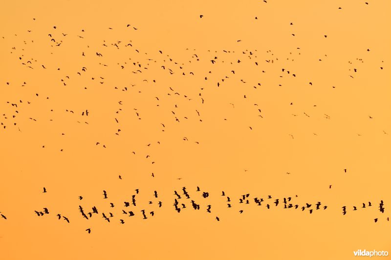 Kieviten in de Uitkerkse polders