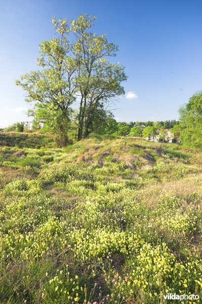 Terril van l'Ile aux Corsaires