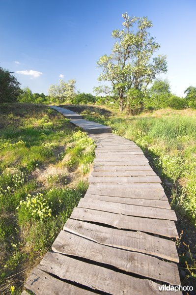 Knuppelpad op Ile aux Corsaires