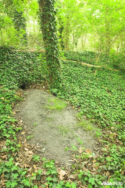 Dassenburcht op de terril van Pansery