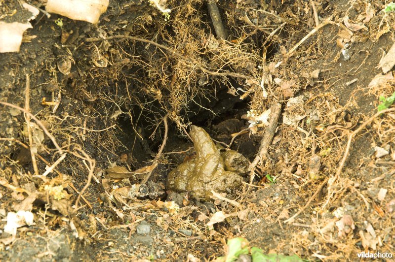Dassenlatrine