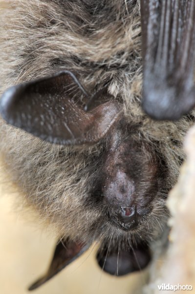 Slapende Brandts vleermuis