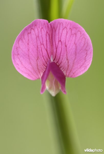 Bloempje van graslathyrus