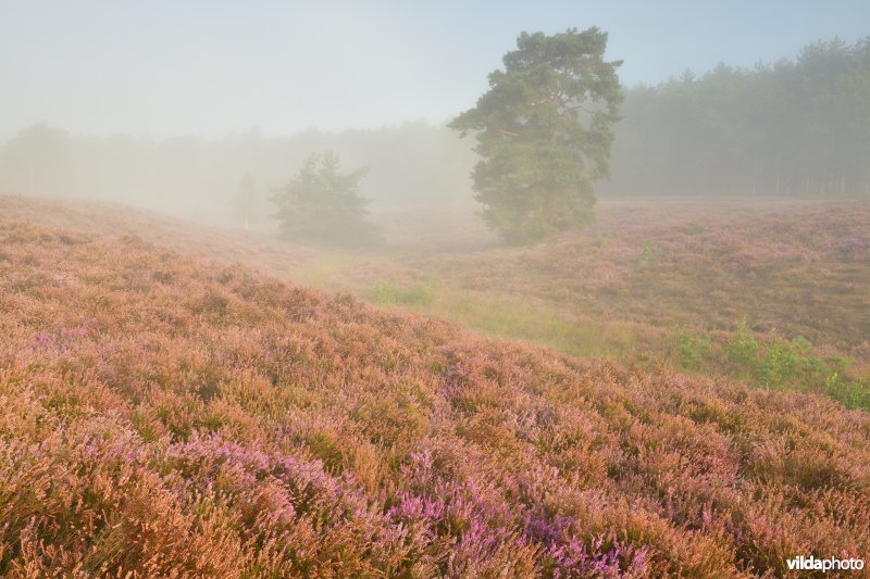 Natuurreservaat De Teut