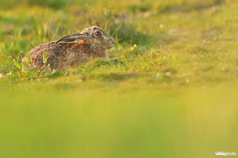 Neergedrukte Haas in leger
